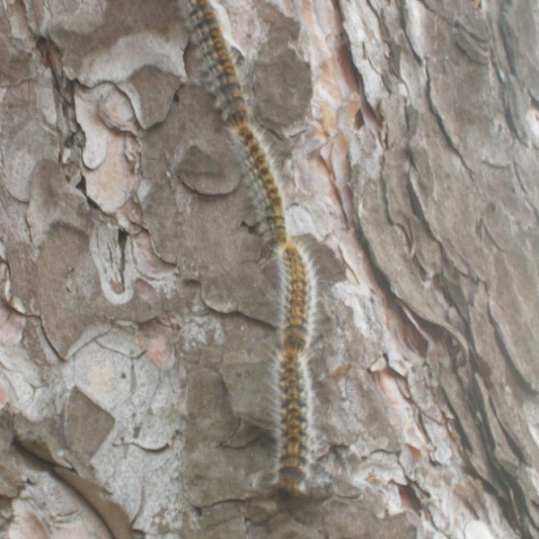 Le piégeage des chenilles processionnaires du pin