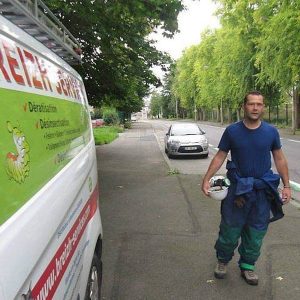 Des frelons asiatiques détruits boulevard Aubert