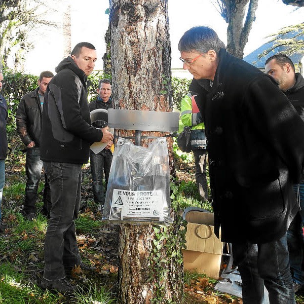 Chenille processionnaire. Des pièges existent