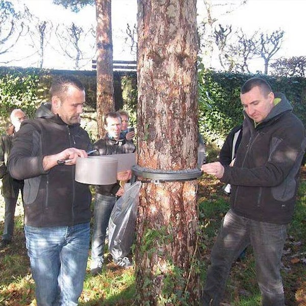 Après le frelon, haro sur la chenille processionnaire