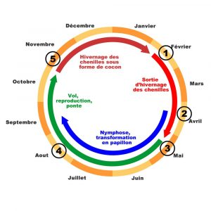 Le cycle biologique des chenilles processionnaires
