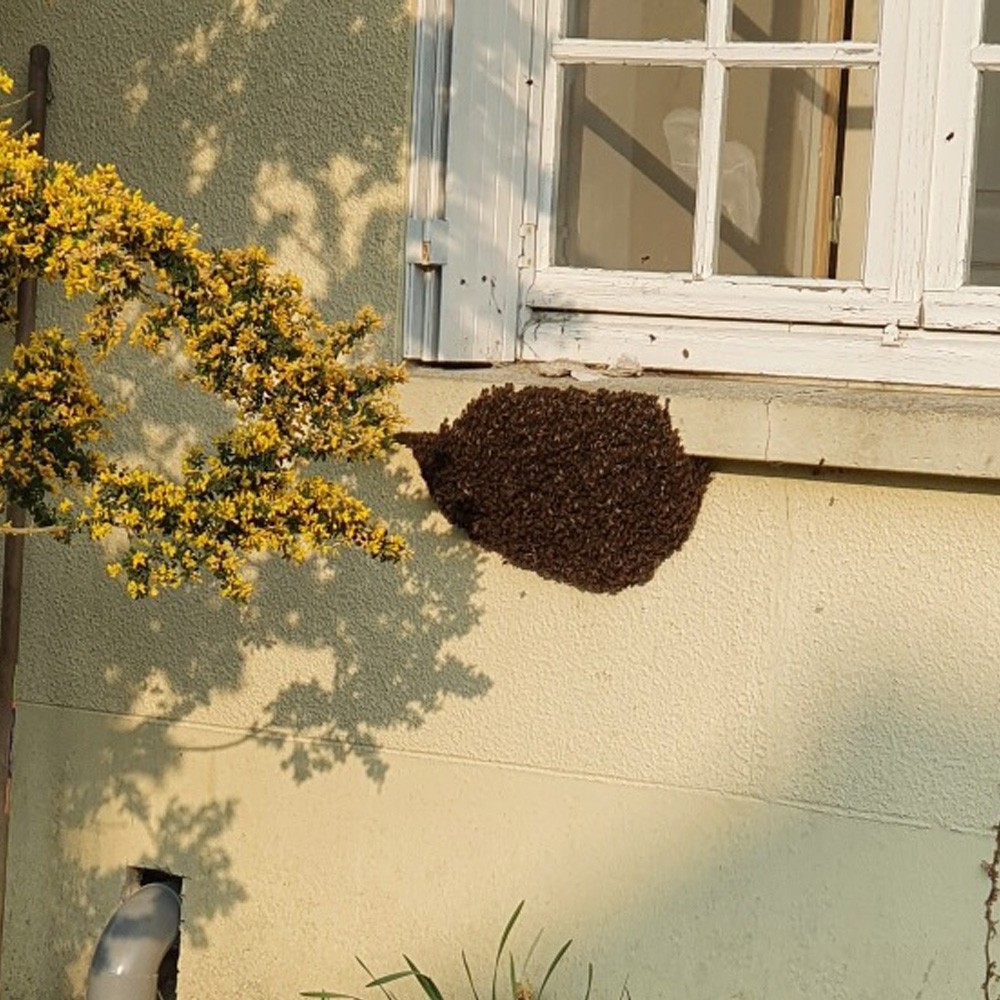 Essaim d’abeilles récupéré sous un rebord de fenêtre