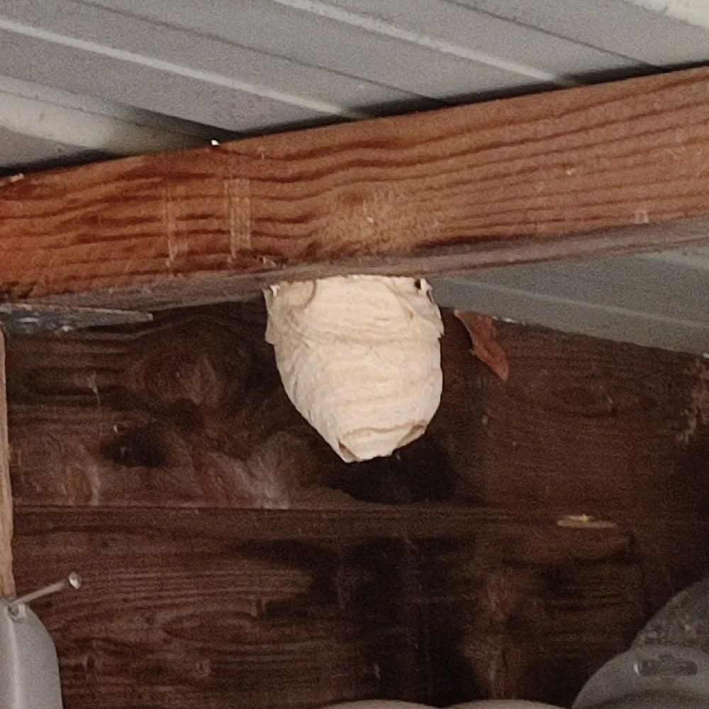 Premières constructions de nid de frelons asiatiques