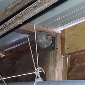 Un nid de guêpes en construction dans un cabanon de jardin