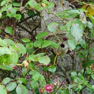 Traitement d'un nid de guêpes dans un rosier