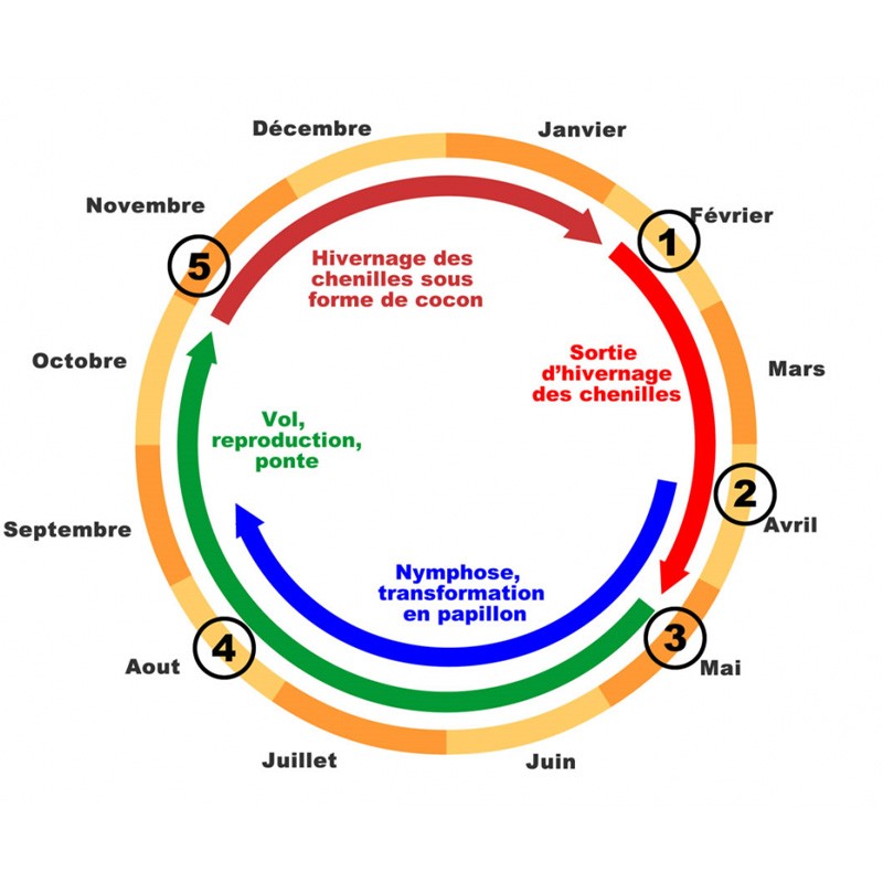 KIT DE PIÉGEAGE POUR LE PAPILLON DE LA CHENILLE PROCESSIONNAIRE DU PIN