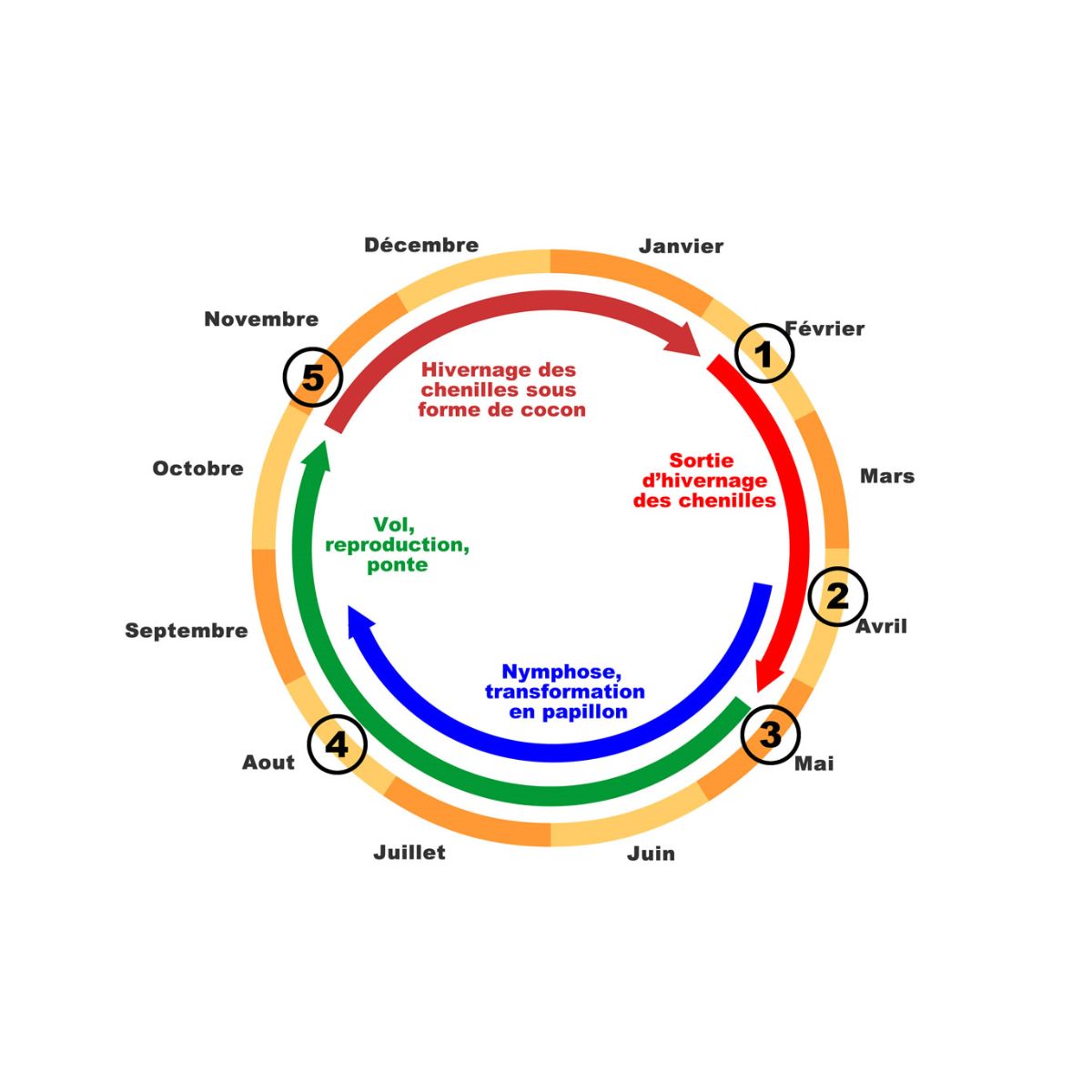 Cycle chenilles processionnaires