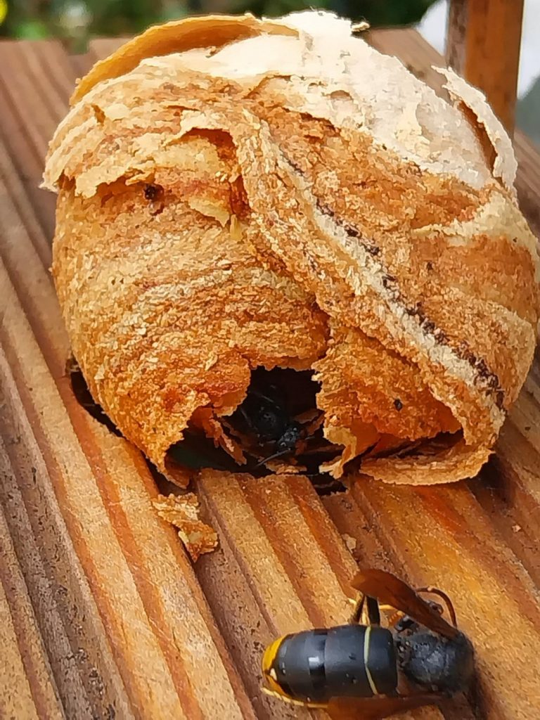 Nid de frelons asiatiques dans un nichoir à mésanges