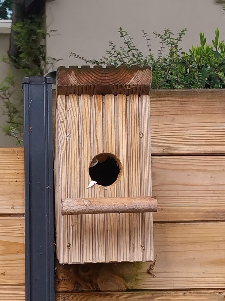 Nid de frelons asiatiques dans un nichoir à mésanges