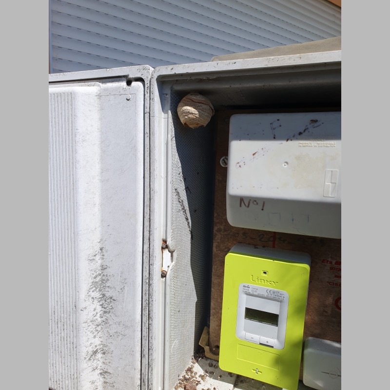 Nid primaire de frelons asiatiques