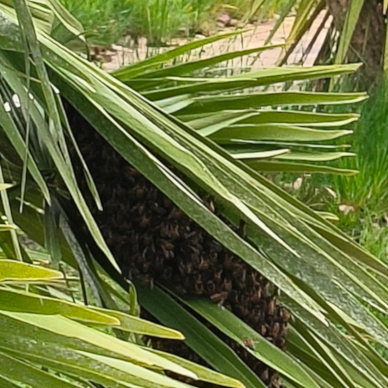 Un essaim d'abeilles posé dans un arbuste
