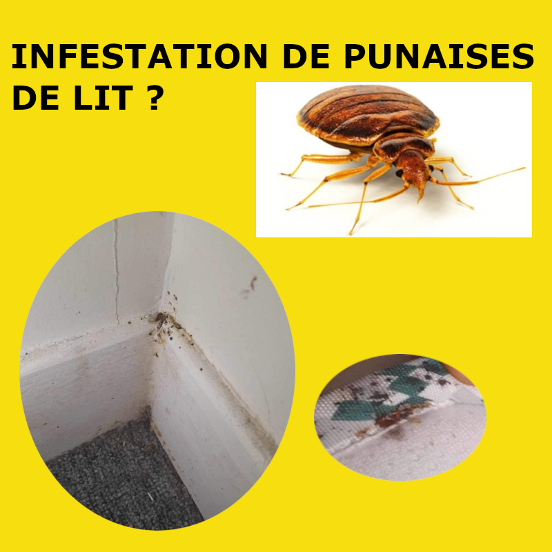 Les punaises de lit