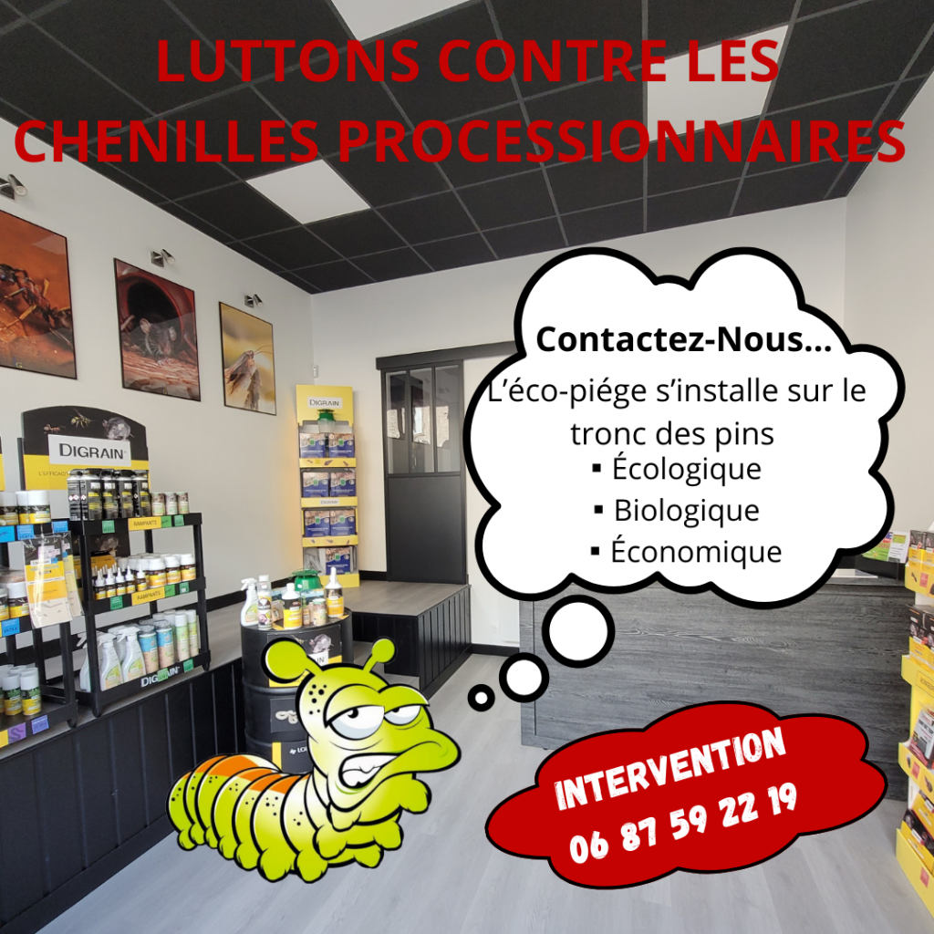 Chenilles Processionnaires du pin