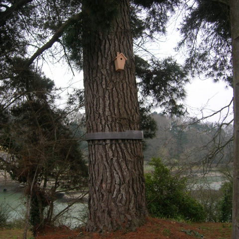 Chenilles processionnaires du pin