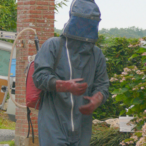 Chenilles processionnaires du pin