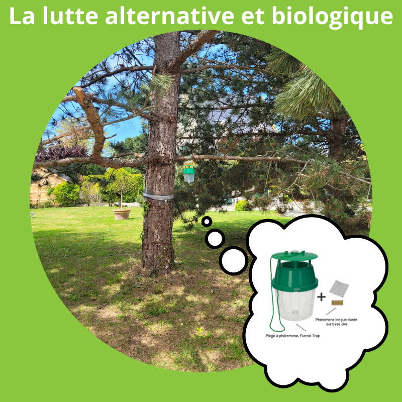 Le piégeage des papillons de la chenille processionnaire du pin