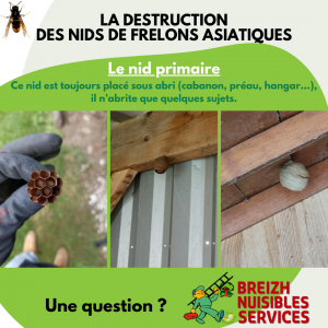 Destruction des nids de frelons asiatiques