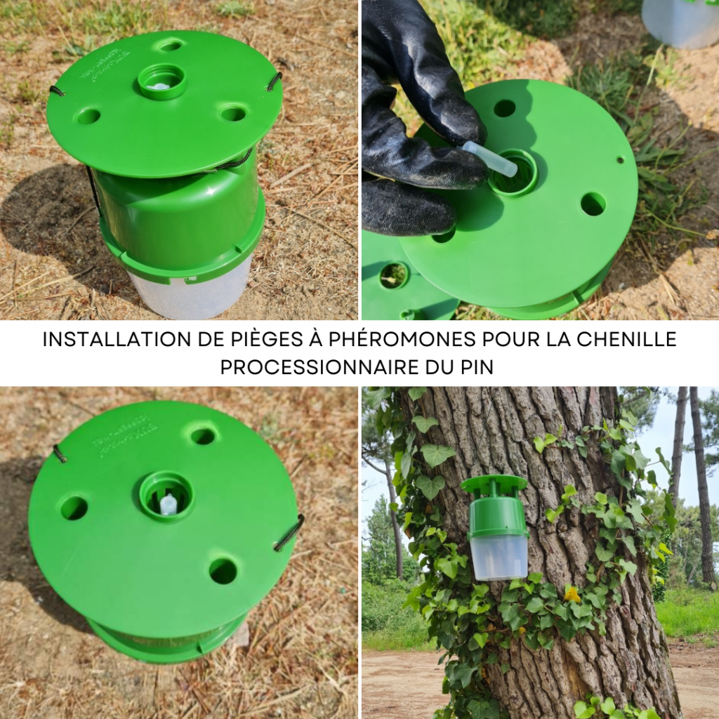 Installation de pièges à phéromones pour la chenille processionnaire du pin