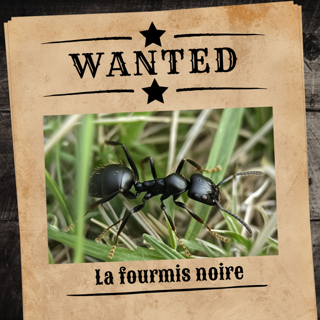 La fourmi noire