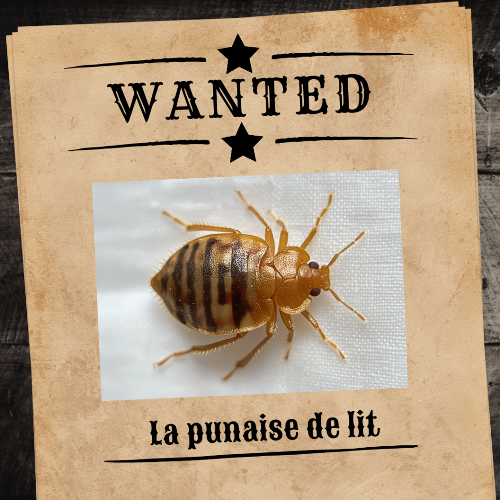 La punaise de lit