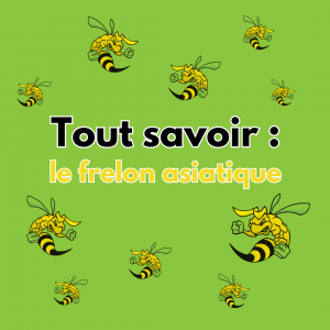 Tout savoir sur le frelon asiatique