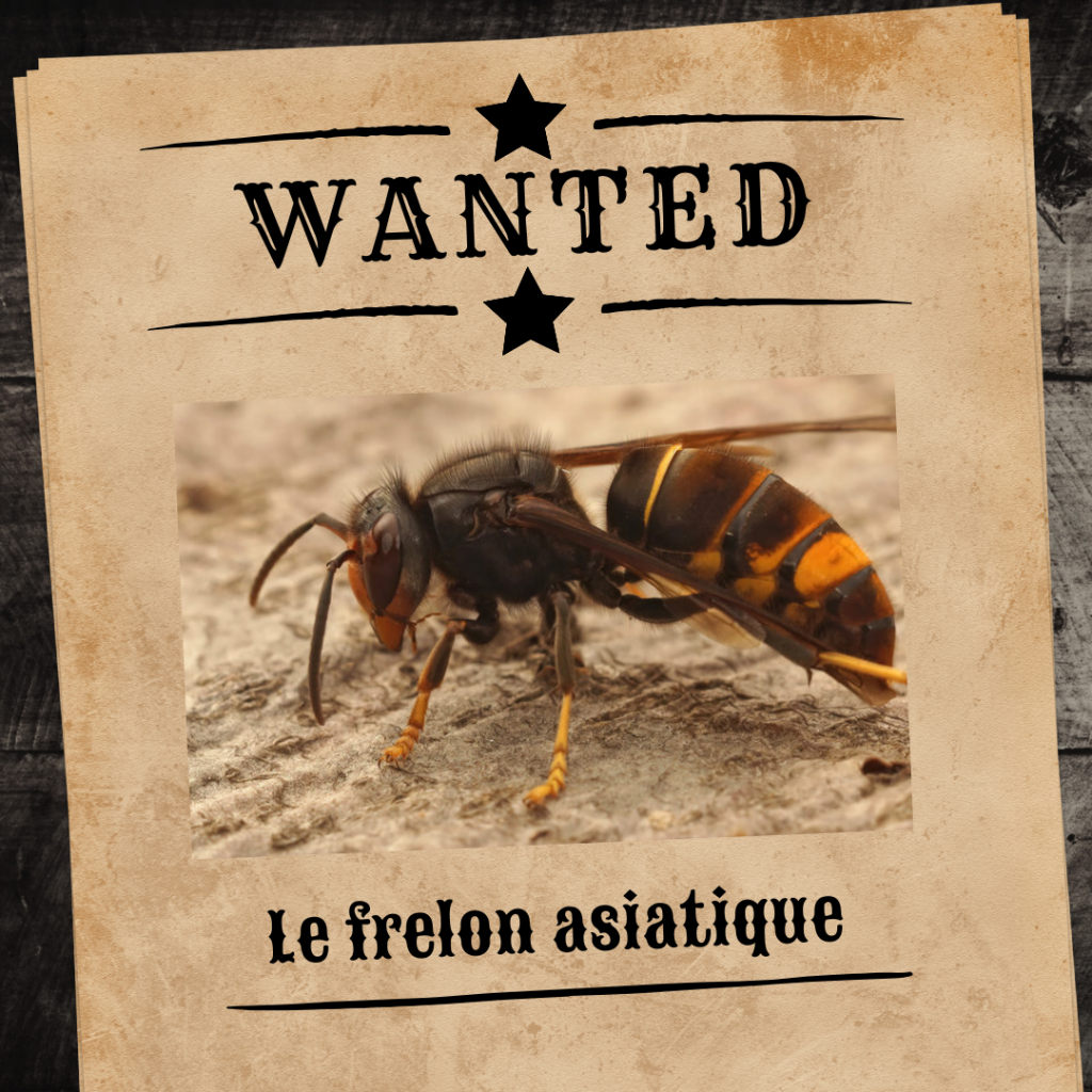 Le frelon asiatique