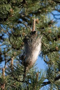 Chenilles processionnaires