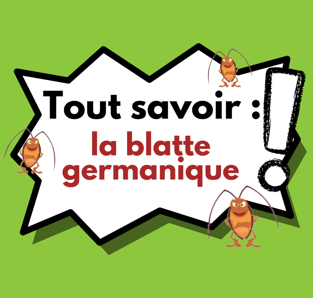 Tout savoir sur la blatte germanique