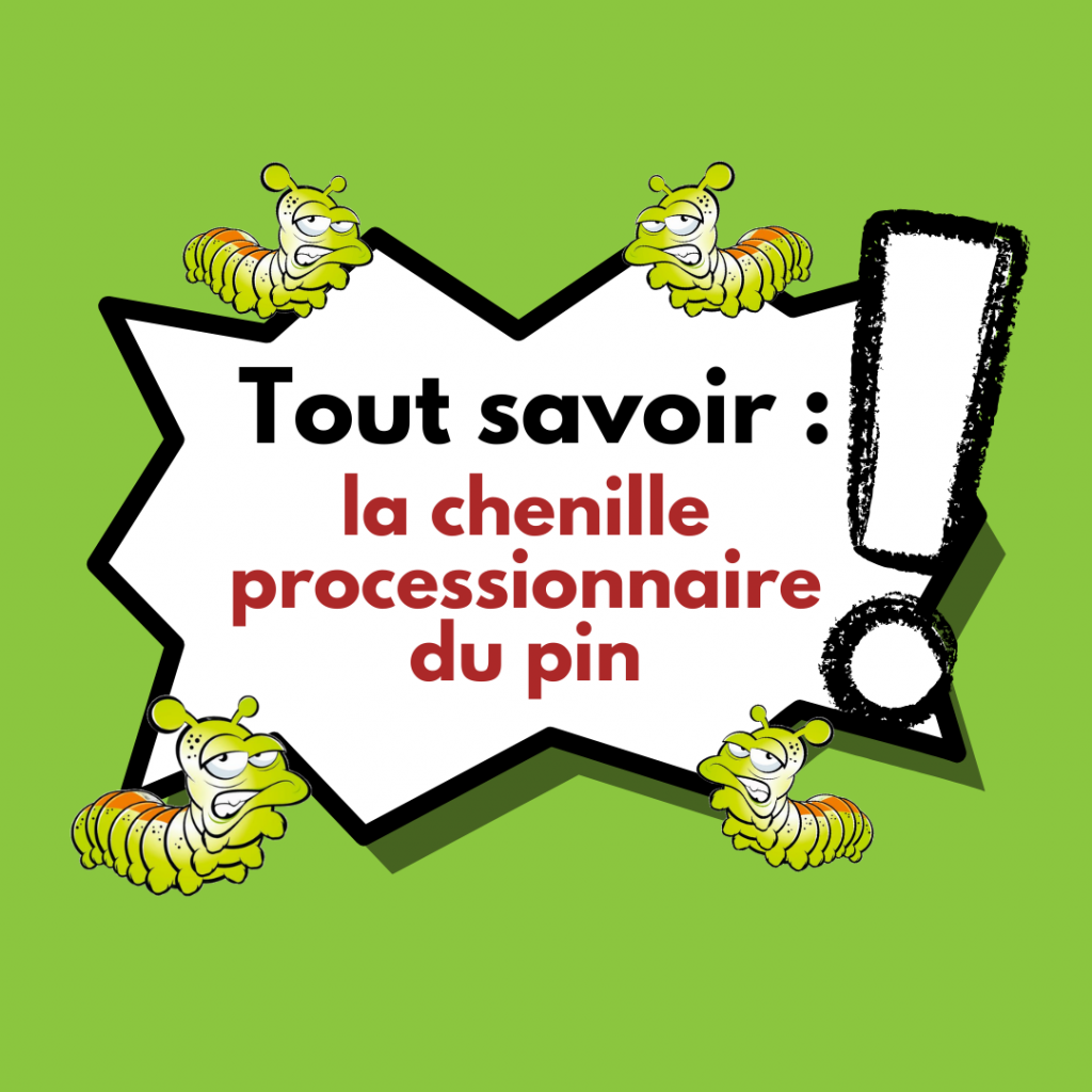 Tout savoir sur la chenille processionnaire du pin