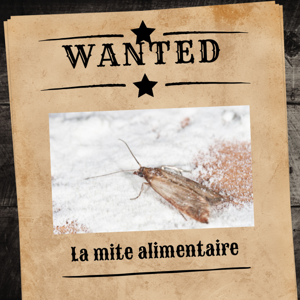 Wanted - la mite alimentaire