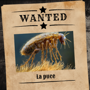 La puce