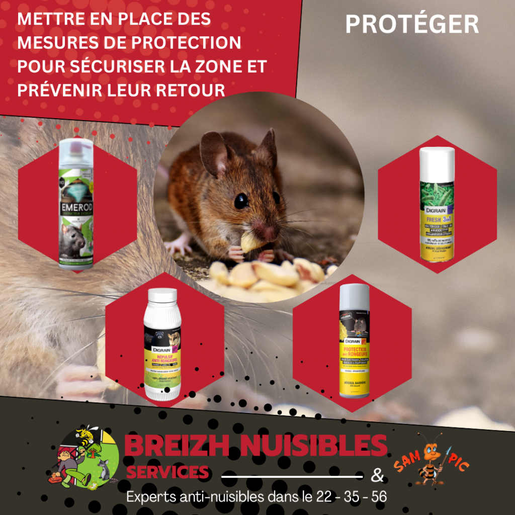Les rongeurs – Mettre en place des mesures de protection pour sécuriser la zone et prévenir leur retour