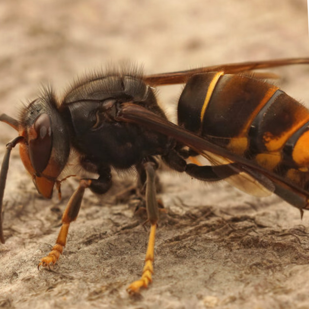 Le frelon asiatique