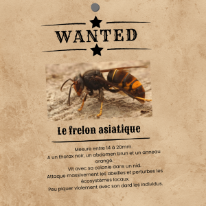 Wanted - le frelon asiatique