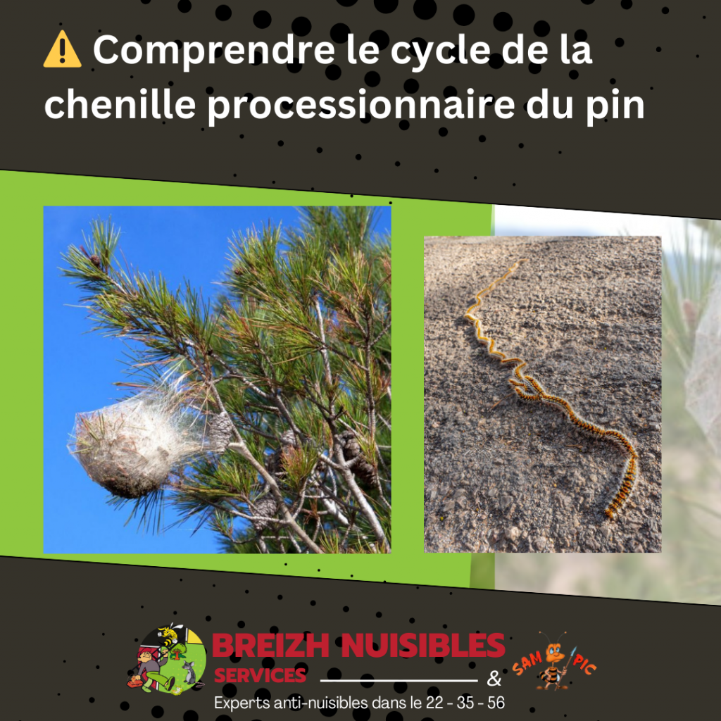 Comprendre le cycle de la chenille processionnaire du pin