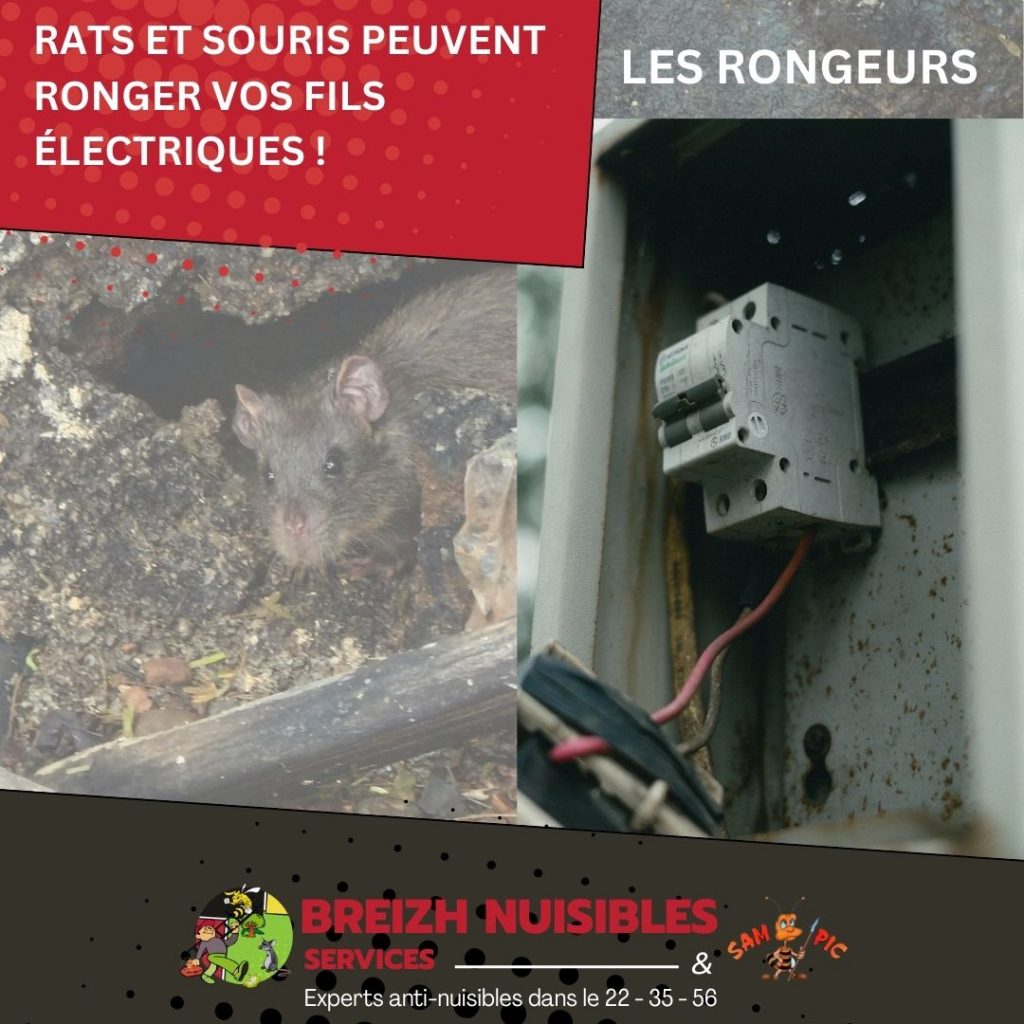Rats et souris peuvent ronger vos fils électriques !