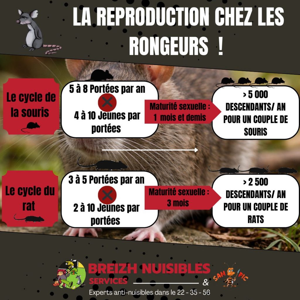 La reproduction chez les rongeurs