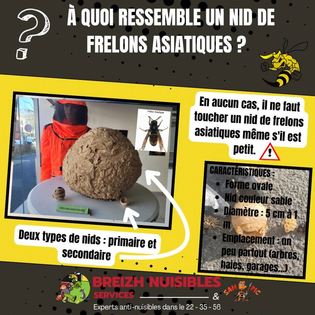 A quoi ressemble un nid de frelons asiatiques