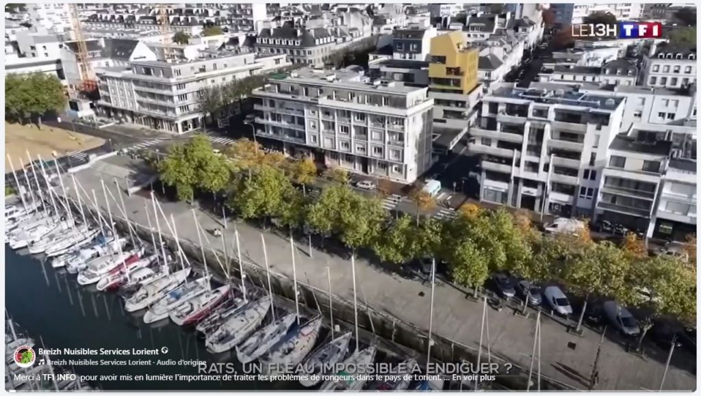 Rats, un fléau impossible à endiguer ?