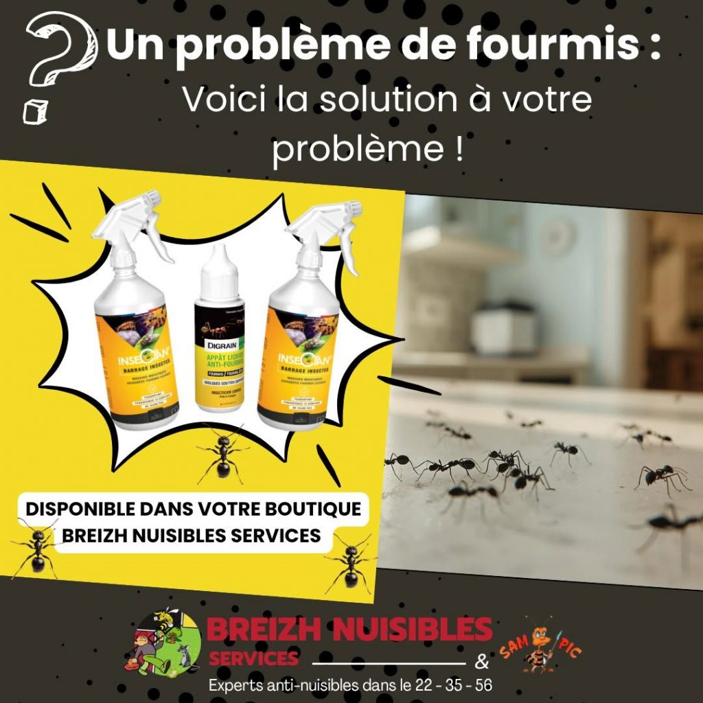 Vous recherchez un traitement contre les fourmis à Lorient