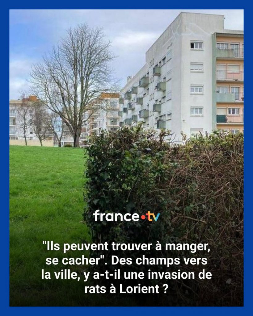 France 3 Bretagne met en avant l'importance de la dératisation et de la lutte contre les rongeurs