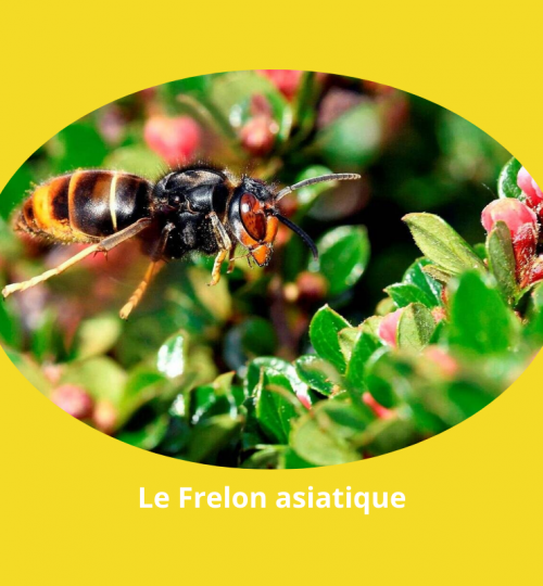 Lutte contre les frelons asiatiques