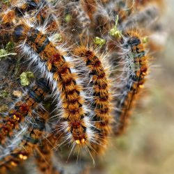 Chenilles processionnaires