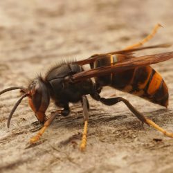 Luttons contre les frelons asiatiques