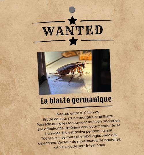 Wanted - La blatte germanique