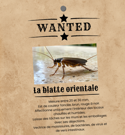 Wanted - La blatte orientale