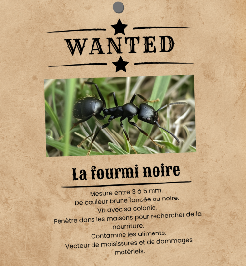 Wanted - La fourmi noire