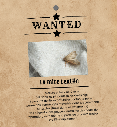 Wanted - La mite textile
