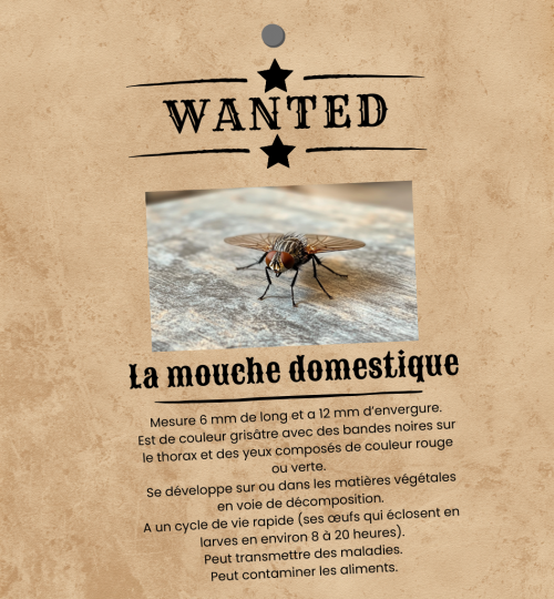 Wanted - La mouche domestique