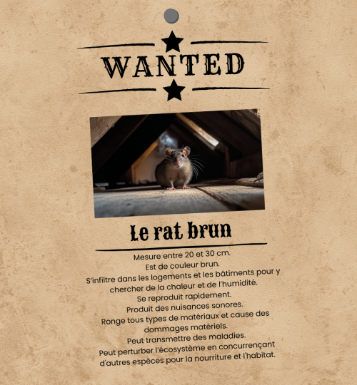Wanted - Le rat brun